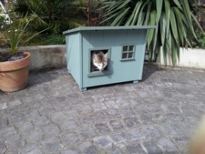 luxury shed style cat house
